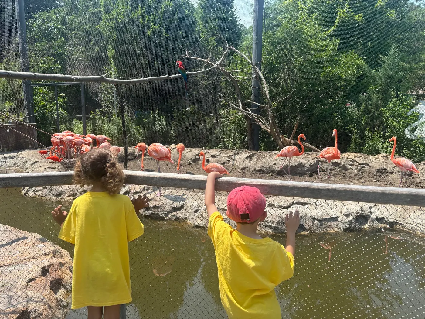 Campers observing flamingos during a field trip