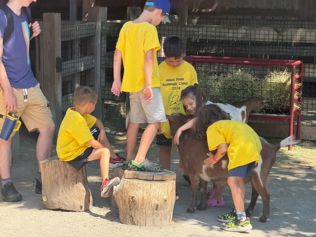 Campers meeting goats during an outdoor activity